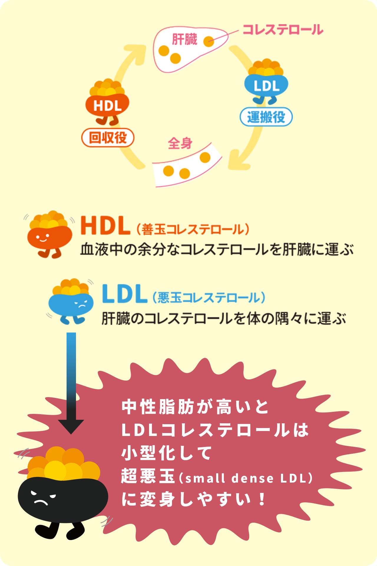 自分の体について知ろう コレステロールとは 2つの働き カテキン緑茶500 伊藤園 自分の体について知ろう コレステロールとは 2つの働き カテキン緑茶500 伊藤園