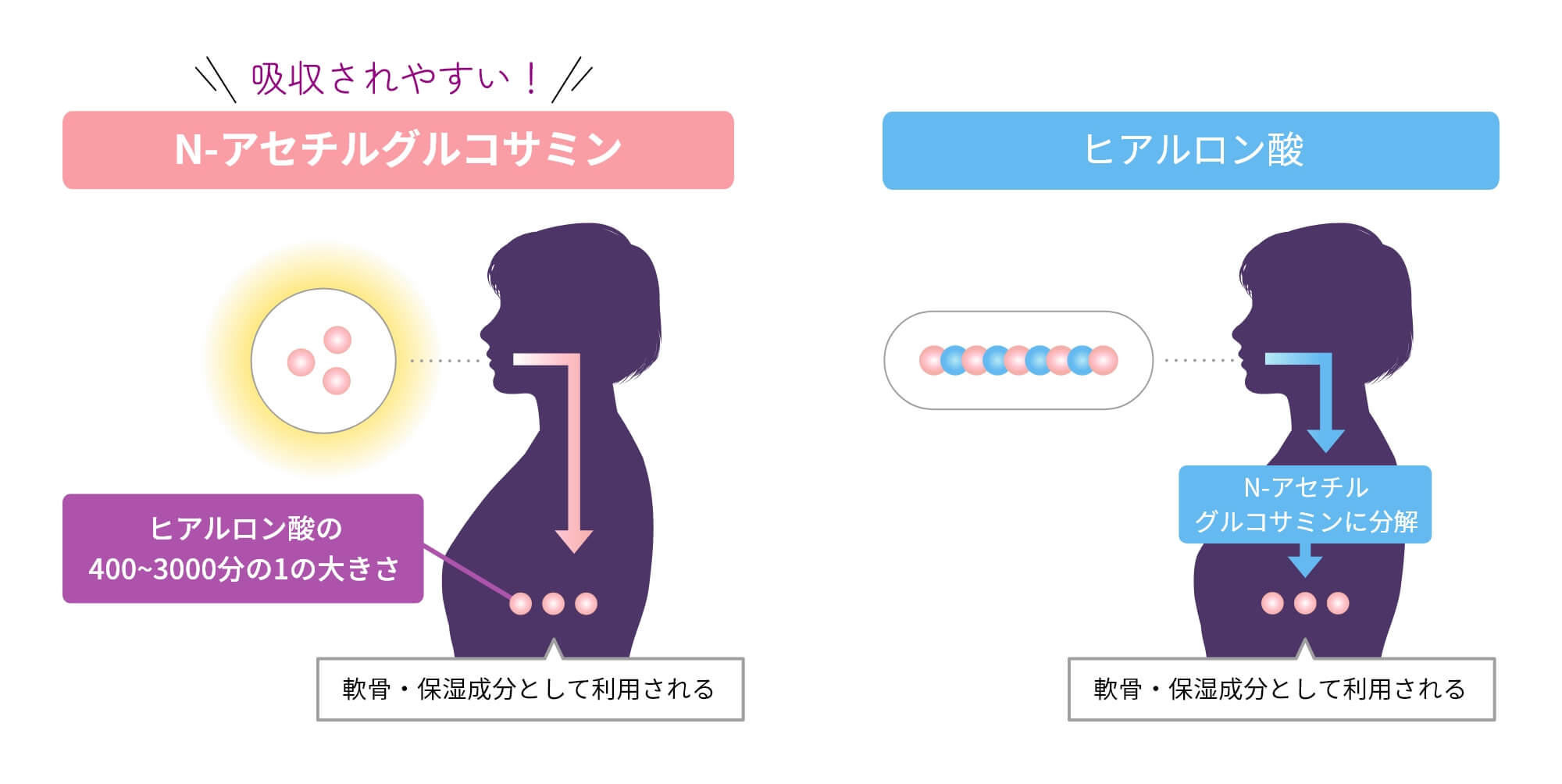 吸収されやすいN-アセチルグルコサミン