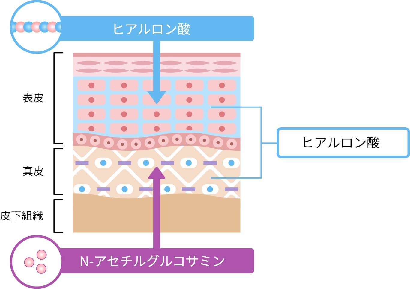 イメージ：皮膚構造の断面図