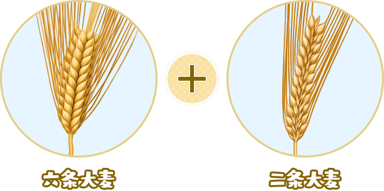 六条大麦と二条大麦をブレンド