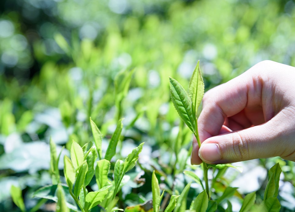 茶畑でのお茶摘み体験