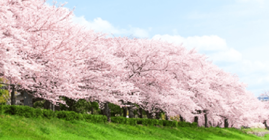 桜植樹活動