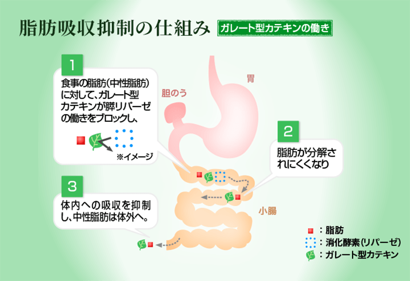 脂肪吸収抑制の仕組み