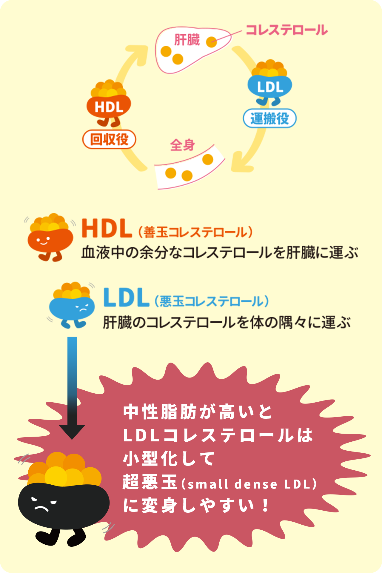 HDL（善玉コレステロール）は血液中の余分なコレステロールを肝臓に運ぶ。反対にLDL（悪玉コレステロール）は肝臓のコレステロールを体の隅々に運ぶ。
