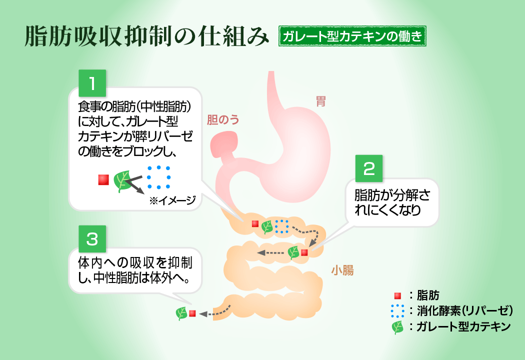 食事の脂肪に対して、ガレート型カテキンが膵リパーゼの働きをブロックすることで、脂肪は分解されにくくなり、体内への吸収を抑制する効果が期待できます。