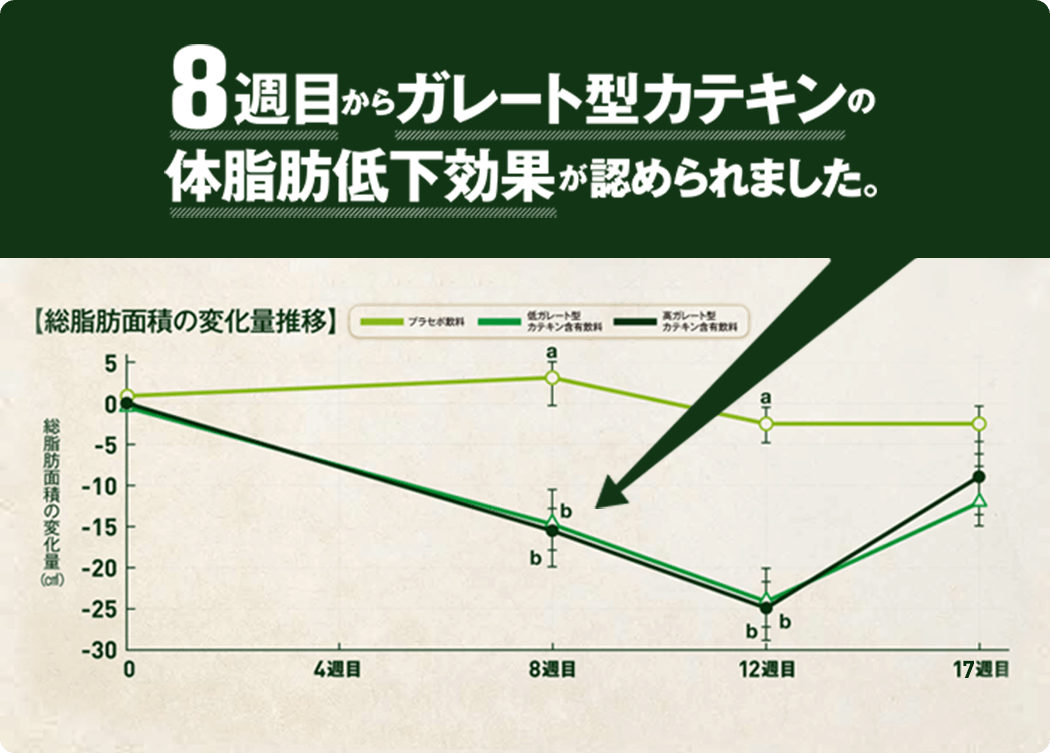 研究の結果、8週目からガレート型カテキンの体脂肪低下効果が認められました。