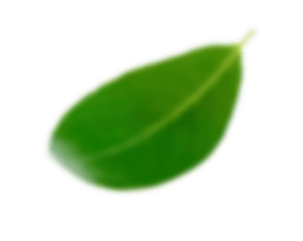 葉っぱの画像