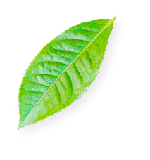 葉っぱの画像