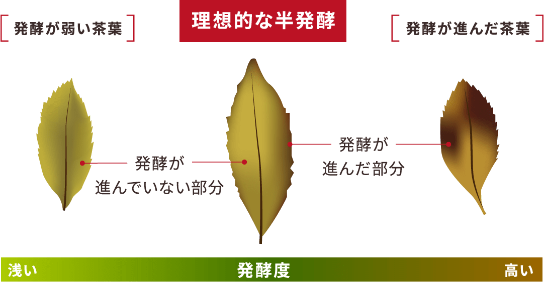 理想的な半発酵