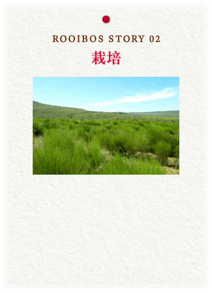 ROOIBOS STORY 02 栽培