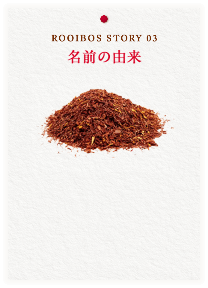 ROOIBOS STORY 03 名前の由来