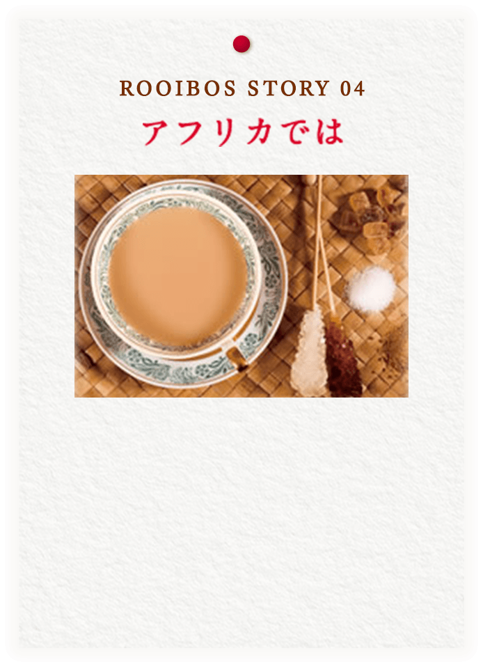 ROOIBOS STORY 04 アフリカでは