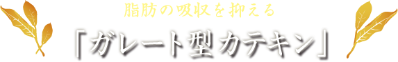 脂肪の吸収を抑える「ガレート型カテキン」